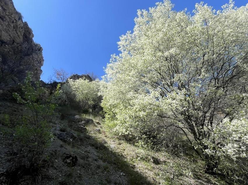 Bu patika yol saklı cennete çıkıyor! Çorum'a 30 kilometre uzakta yer alıyor