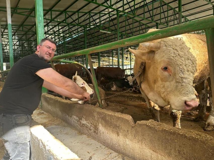 Bursa'da 1 tonluk boğayı rekor fiyata sattı!