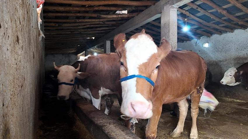 Erciş'in kurbanlıkları barı illerine doğru yola çıkmaya başladı