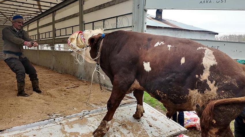 Erciş'in kurbanlıkları barı illerine doğru yola çıkmaya başladı
