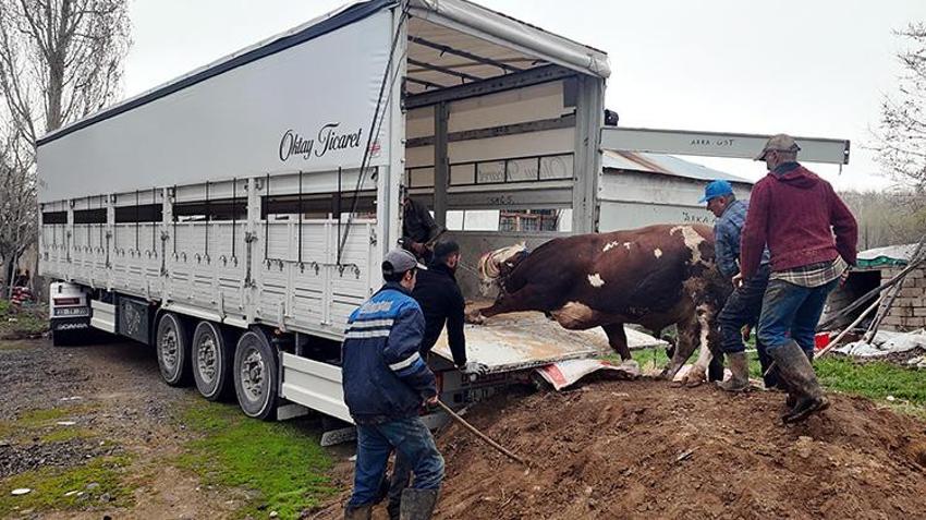 Erciş'in kurbanlıkları barı illerine doğru yola çıkmaya başladı