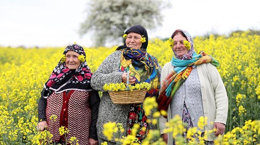 Trakya’da 'sarı gelin' mevsimi başladı! Kanola tarlaları doğal stüdyoya dönüştü: İstanbul’dan akın var!