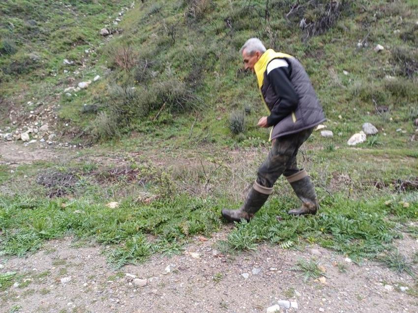 Altınbaşlı mesaisi Demirci dağlarında başladı! Şifasıyla tanınıyor kilogramı 2 bin liraya satılıyor