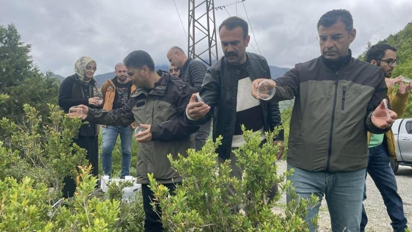 Artvin'de 3 bin tanesi bırakıldı: Biyolojik mücadelede görülmemiş sayı!