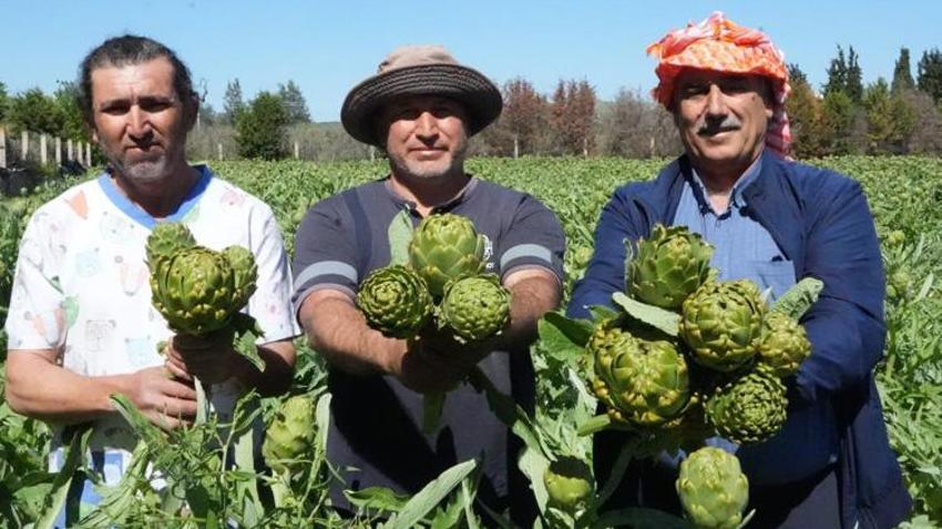 Avrupa'dan talep yağıyor! İzmir'de hasat başladı: Tarlada 30, pazarda 50 TL'ye satılıyor