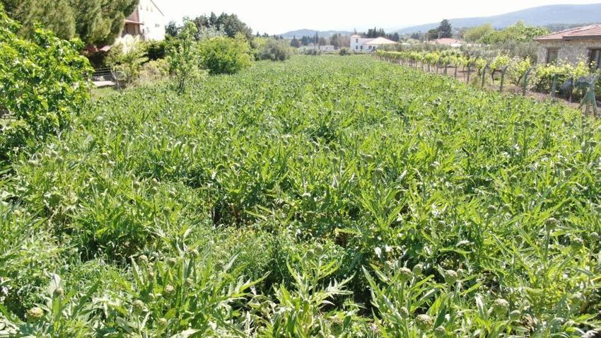 Avrupa'dan talep yağıyor! İzmir'de hasat başladı: Tarlada 30, pazarda 50 TL'ye satılıyor