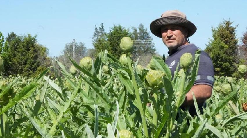 Avrupa'dan talep yağıyor! İzmir'de hasat başladı: Tarlada 30, pazarda 50 TL'ye satılıyor