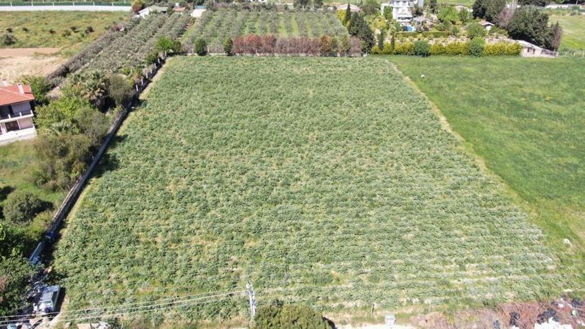 Avrupa'dan talep yağıyor! İzmir'de hasat başladı: Tarlada 30, pazarda 50 TL'ye satılıyor