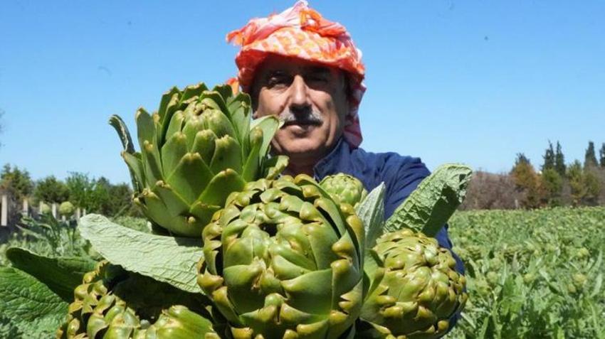 Avrupa'dan talep yağıyor! İzmir'de hasat başladı: Tarlada 30, pazarda 50 TL'ye satılıyor