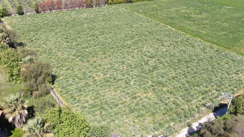Avrupa'dan talep yağıyor! İzmir'de hasat başladı: Tarlada 30, pazarda 50 TL'ye satılıyor