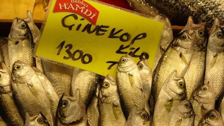 Av yasağı var ancak balık halinde kış devam ediyor! Çeşit bol, fiyat uygun