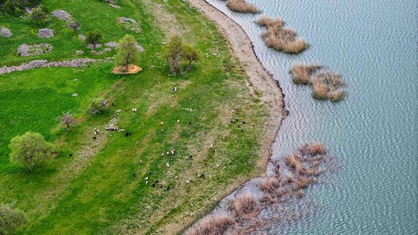 Konyalı besici maliyetsiz hayvancılığın çözümünü buldu: Adanın tek sakinleri onlar: Dronla takip ederken fark etti