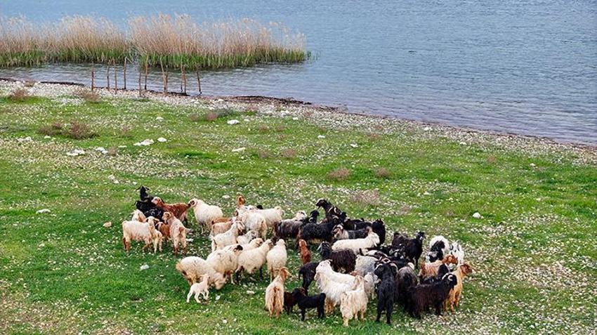Konyalı besici maliyetsiz hayvancılığın çözümünü buldu: Adanın tek sakinleri onlar: Dronla takip ederken fark etti