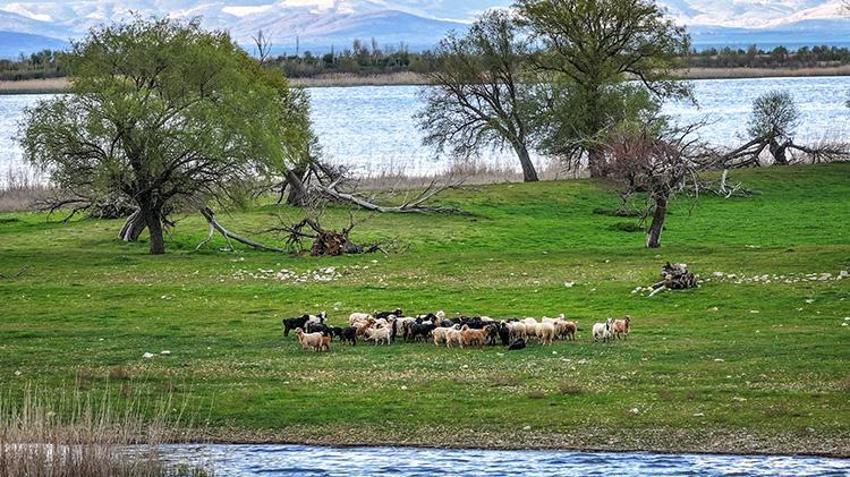 Konyalı besici maliyetsiz hayvancılığın çözümünü buldu: Adanın tek sakinleri onlar: Dronla takip ederken fark etti