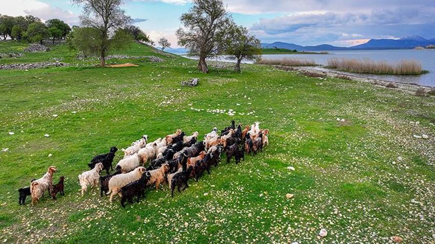 Konyalı besici maliyetsiz hayvancılığın çözümünü buldu: Adanın tek sakinleri onlar: Dronla takip ederken fark etti
