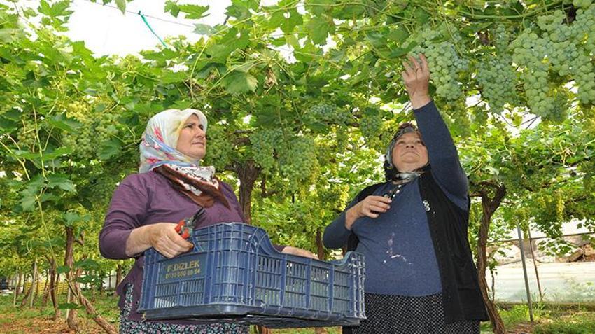Silifke’de hasat başladı: 350 TL’den satışa çıktı, Ekim’e kadar sürecek