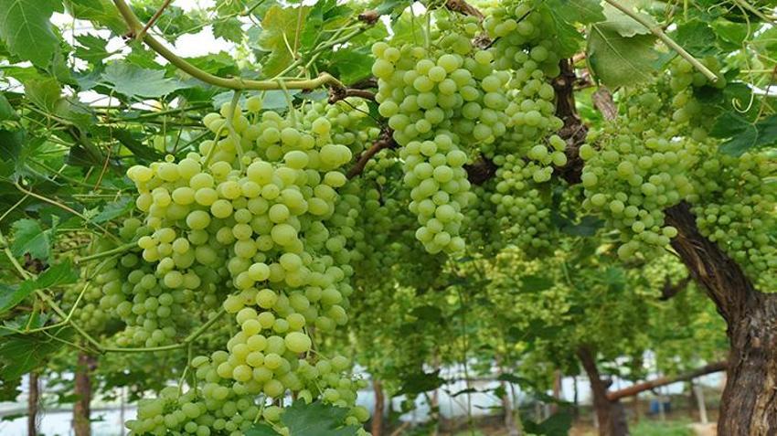 Silifke’de hasat başladı: 350 TL’den satışa çıktı, Ekim’e kadar sürecek