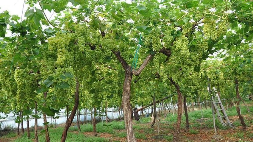 Silifke’de hasat başladı: 350 TL’den satışa çıktı, Ekim’e kadar sürecek