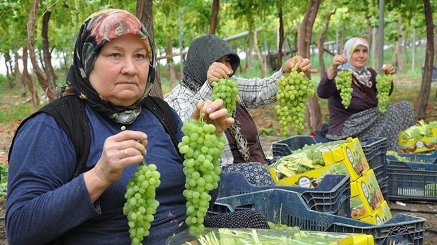 Silifke’de hasat başladı: 350 TL’den satışa çıktı, Ekim’e kadar sürecek