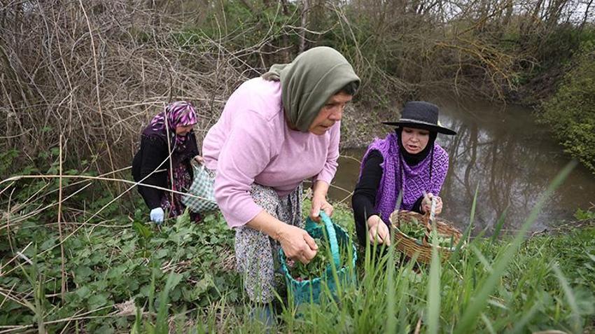 Kırklareli'nin köylerinde mesaisi başladı! İmece usulüyle sofralara taşınıyor: Hem şifa hem gelenek!