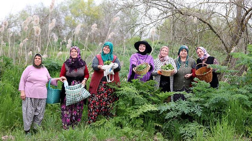 Kırklareli'nin köylerinde mesaisi başladı! İmece usulüyle sofralara taşınıyor: Hem şifa hem gelenek!