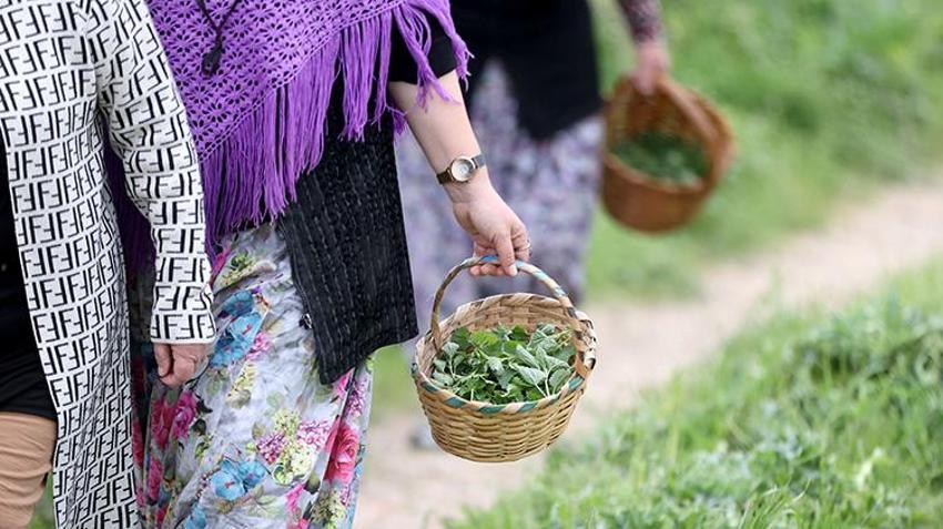 Kırklareli'nin köylerinde mesaisi başladı! İmece usulüyle sofralara taşınıyor: Hem şifa hem gelenek!