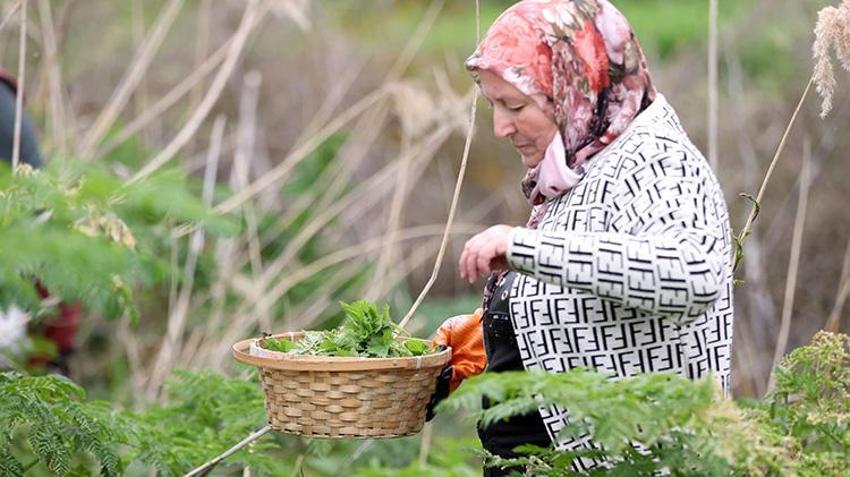 Kırklareli'nin köylerinde mesaisi başladı! İmece usulüyle sofralara taşınıyor: Hem şifa hem gelenek!