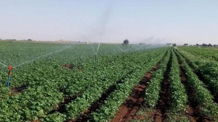 Şanlıurfa'da çiftçiye dev hibe! Suruç Ovası'nda hayata geçti