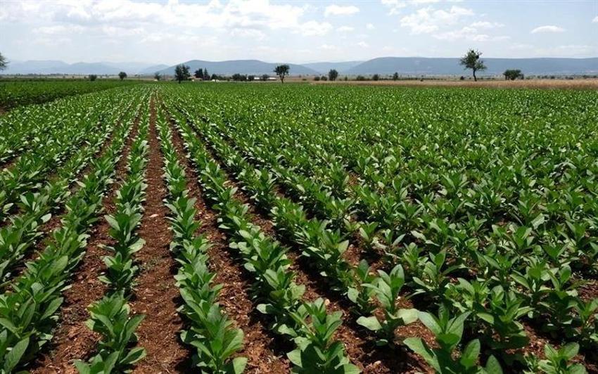 Denizli'de üreticiye destek devam ediyor: Son başvuru tarihi belli oldu