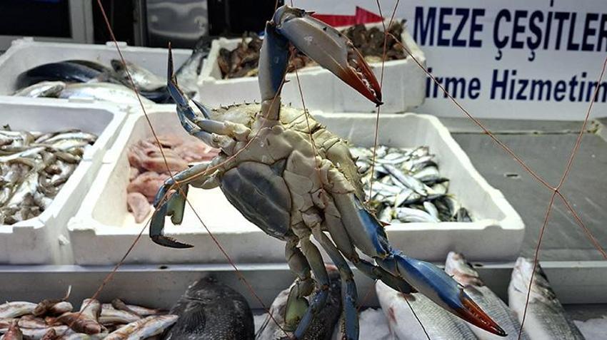 Sinoplu balıkçıların ağlarına takıldı: Görenler gözlerine inanamadı!