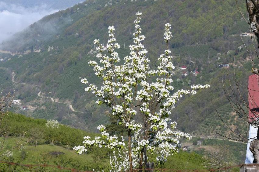 Bahar geldi Hendek yeşil cennete dönüştü