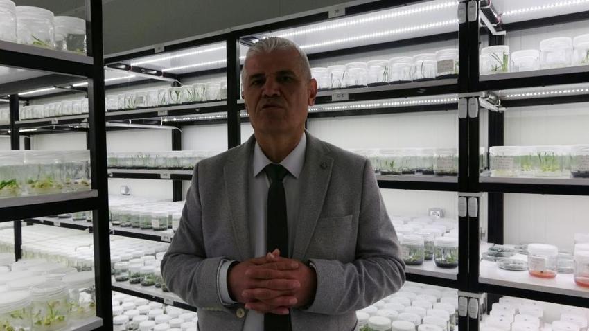 Doğada nadir bulunuyordu! Laboratuvarda çoğaltıldı: Ekonomik değeriyle yeni bir kazanç kapısı açtı
