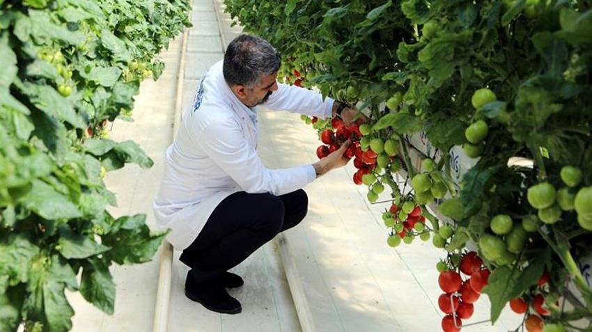 Çöplerden üretiyorlar! Gaziantep'te çilek ve domates yetiştirip ücretsiz dağıtıyorlar