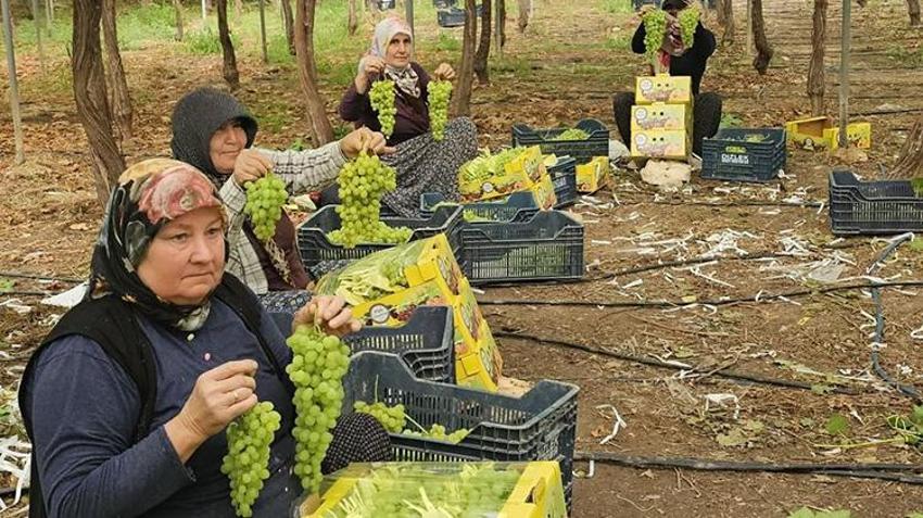 Türkiye'nin ilk örtü altı üzümü Silifke'de hasat edildi: Kilosu 600 TL'den ihraç ediliyor! İşte Avrupa ve Rusya'nın kapıştığı o üzümler!