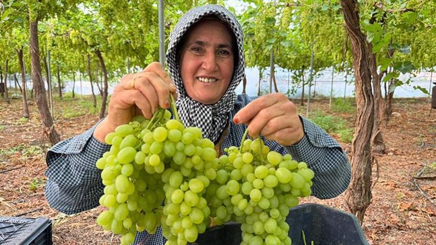 Türkiye'nin ilk örtü altı üzümü Silifke'de hasat edildi: Kilosu 600 TL'den ihraç ediliyor! İşte Avrupa ve Rusya'nın kapıştığı o üzümler!