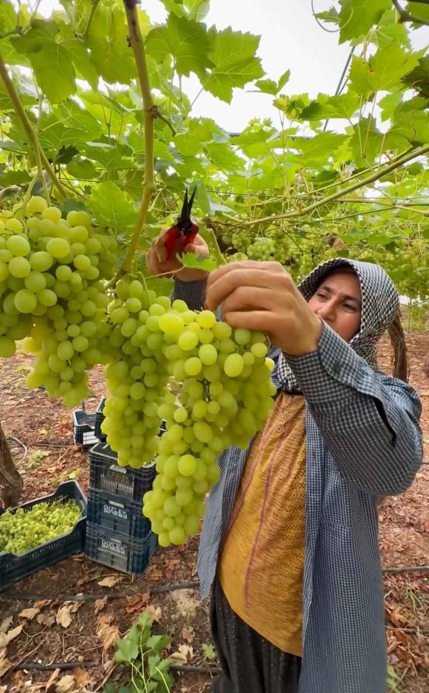 Türkiye'nin ilk örtü altı üzümü Silifke'de hasat edildi: Kilosu 600 TL'den ihraç ediliyor! İşte Avrupa ve Rusya'nın kapıştığı o üzümler!