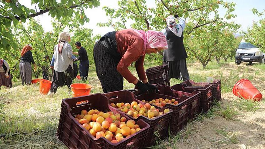 Mersin Mut'ta coğrafi işaretli lezzetin hasadı başladı: Hem ihracata hem de iç piyasaya akın edecek