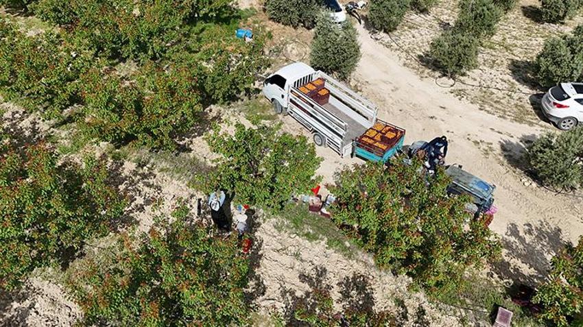 Mersin Mut'ta coğrafi işaretli lezzetin hasadı başladı: Hem ihracata hem de iç piyasaya akın edecek