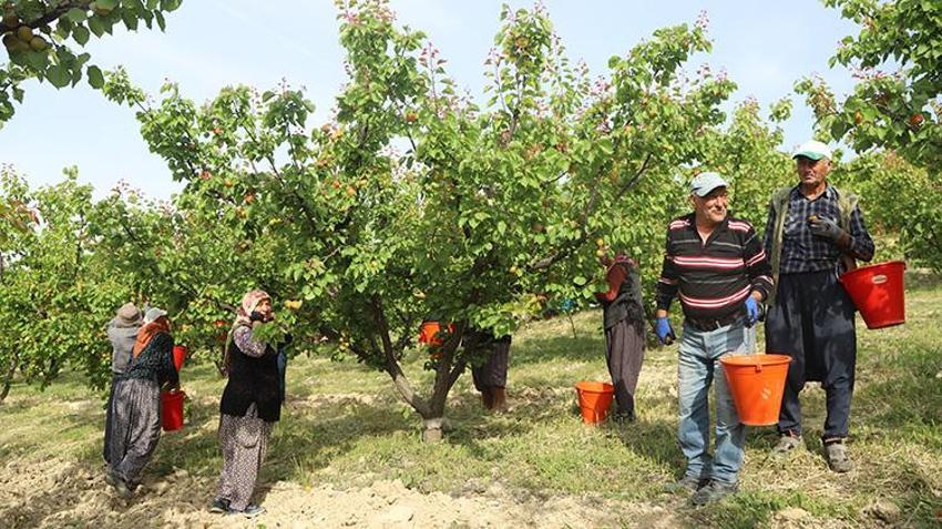 Mersin Mut'ta coğrafi işaretli lezzetin hasadı başladı: Hem ihracata hem de iç piyasaya akın edecek