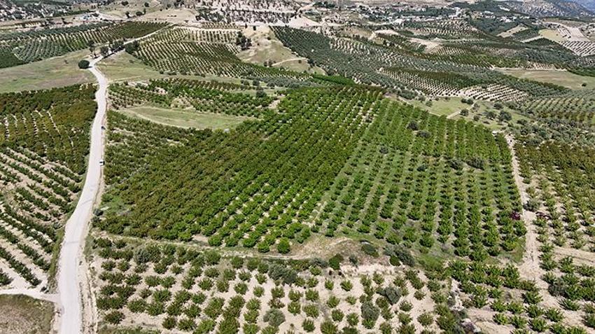 Mersin Mut'ta coğrafi işaretli lezzetin hasadı başladı: Hem ihracata hem de iç piyasaya akın edecek