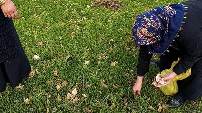 Ağrılı kadınların geçim kaynağı oldu! Poşet poşet toplayıp satıyorlar