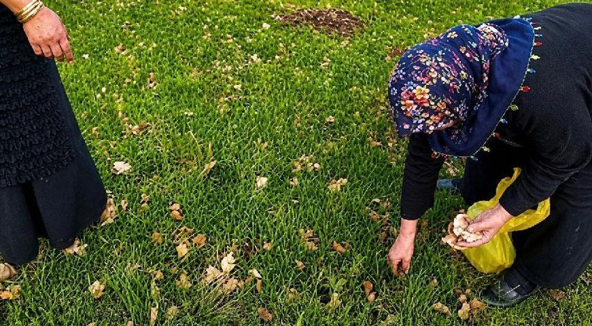 Ağrı'da kadınlar bahar otlarını topluyor! Hem şifa kaynağı hem de ekonomik kazanç