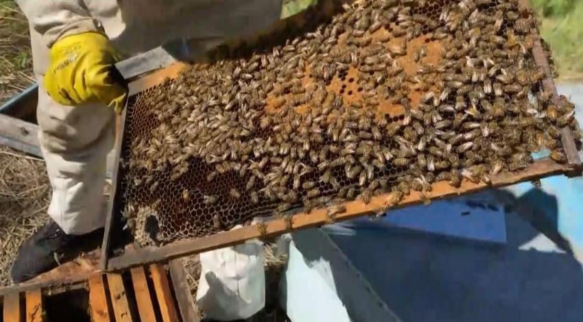 Kars'ta dede mesleği yaşatılıyor: Bölgenin köklü geçim kaynağında yeni sezon başladı