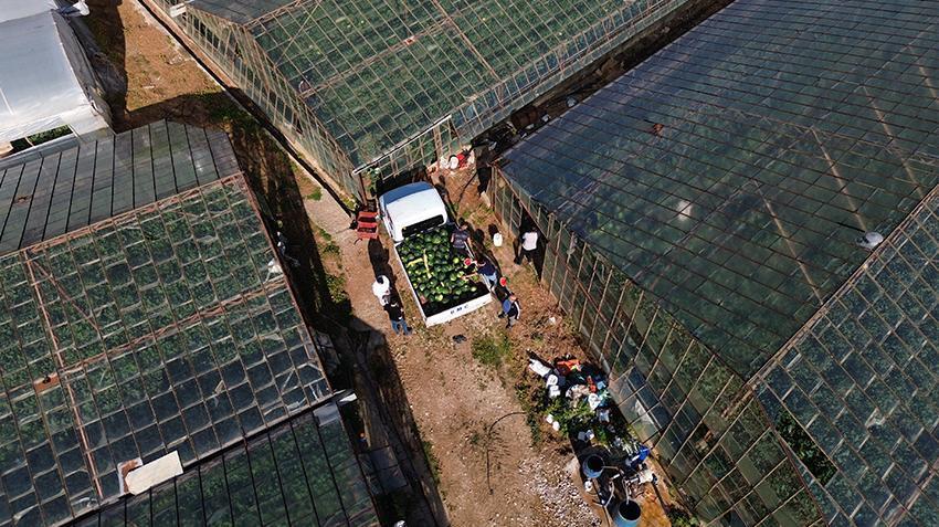 Antalya'da hasat erken başladı! Tonlarca topladılar, pazarda kilosu 50 TL'den kalmadı