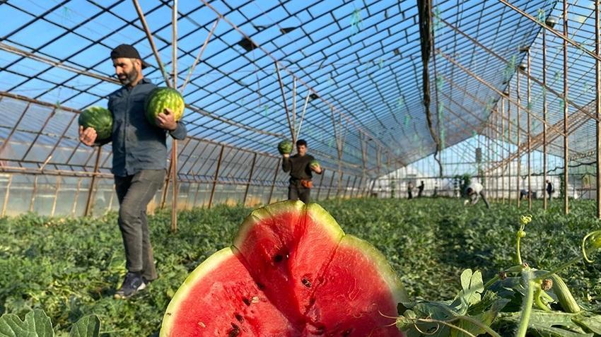 Antalya'da hasat erken başladı! Tonlarca topladılar, pazarda kilosu 50 TL'den kalmadı