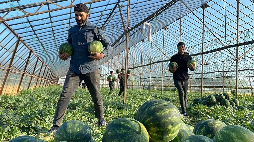 Antalya'da hasat erken başladı! Tonlarca topladılar, pazarda kilosu 50 TL'den kalmadı