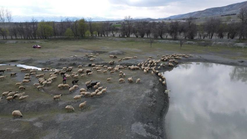 Erzincan’da üreticiler bayram edecek! Her gün 5-6 bin lira ceplerinde kalıyor