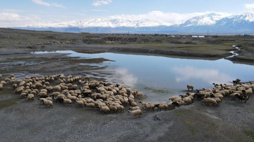 Erzincan’da üreticiler bayram edecek! Her gün 5-6 bin lira ceplerinde kalıyor