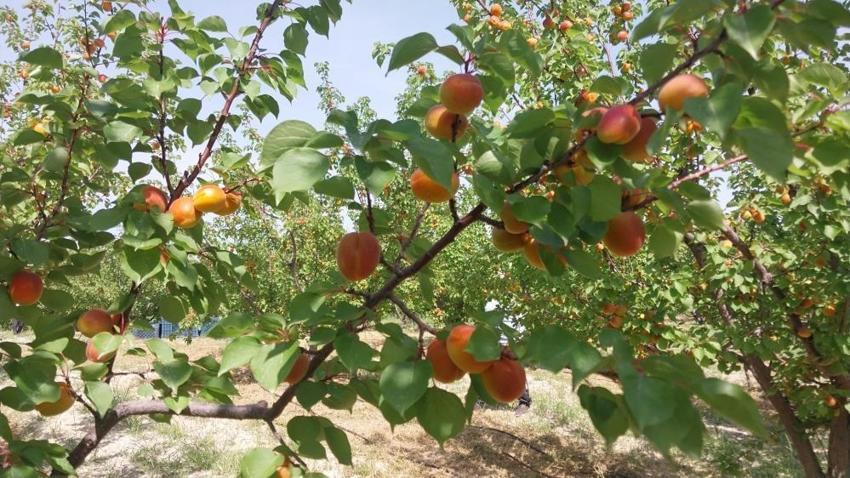 Dalından altın topluyorlar! Hasat başladı, fiyatlar uçtu: Yurt dışından talep yağıyor