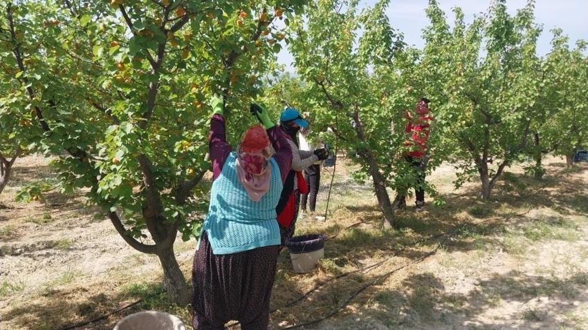 Dalından altın topluyorlar! Hasat başladı, fiyatlar uçtu: Yurt dışından talep yağıyor